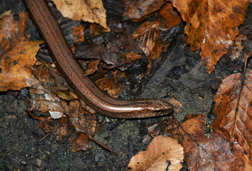 a lizard Anguis fragilis on the ground