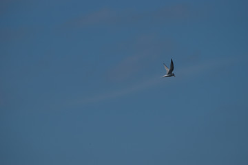 animals and wildlife