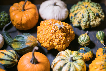 many pumpkin and squash selection