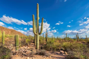 Fotobehang Reuzensaguaro& 39 s in Saguaro National Park, Tucson, Arizona, VS © lucky-photo