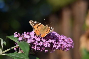Sommerflieder mit Schmetterling