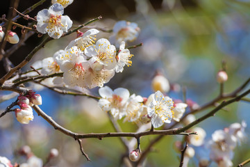 梅の花　初春イメージ