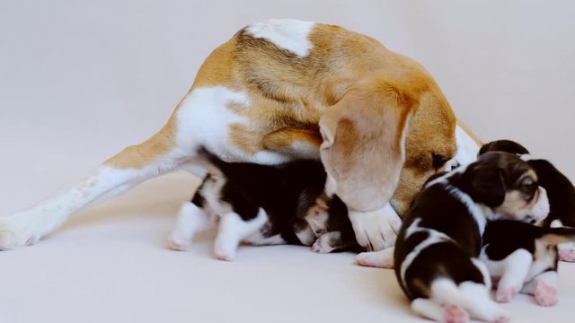 Adult beagle hound with its cute puppies