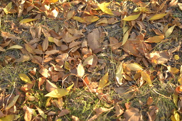 autumn leaves on the ground