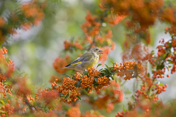 An adult green finch perched on a branch feeding from the bush with orange berries.