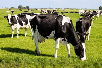 Zelfklevend Fotobehang Black and white cows on farmland © VanderWolf Images