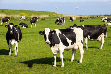 Black and white cows on farmland - 296733967