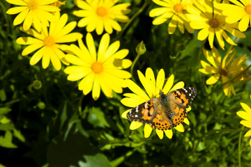 Monarch Butterfly setting on a Yellow Flower