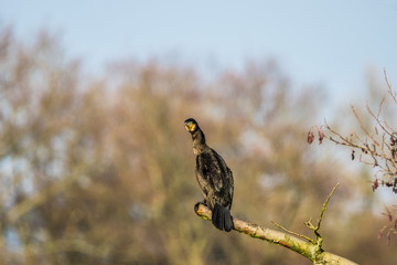 animals and wildlife