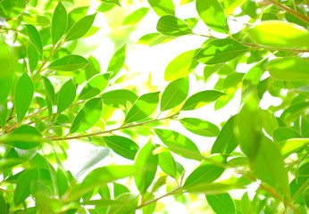 Green nature tree leaf background in morning light with copy space. Fresh natural background.