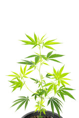 Marijuana plant in plastic pot isolated on white background.