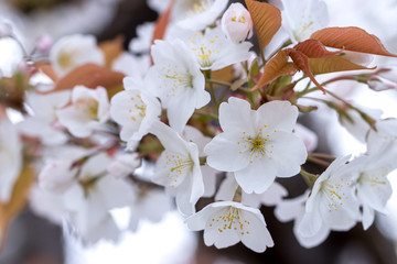 桜の花　春イメージ