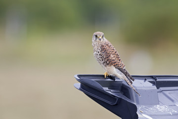 A female common kestrel (Falco tinnunculus) perched on the lookout ready to hunt mice.