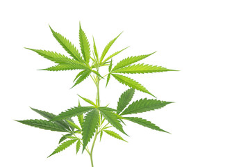 Marijuana plant with leafs isolated on white background.