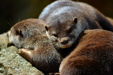 animals and wildlife