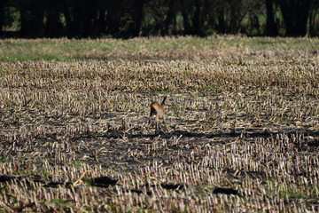 animals and wildlife