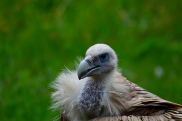 animals and wildlife