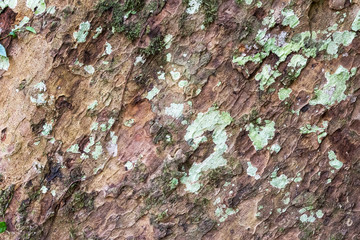 Detail bark of tree texture