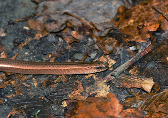 a lizard Anguis fragilis on the ground
