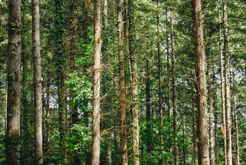 une forêt et des bois de sapins et de pins