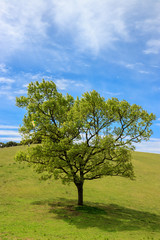 Fototapeta na wymiar 草原に立つ一本の木
