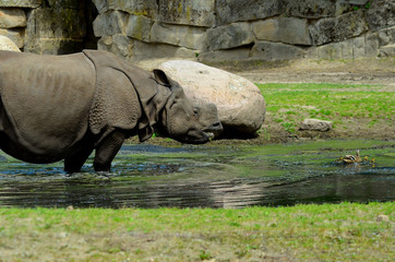 animals and wildlife