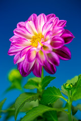 Obraz premium ダリアの花