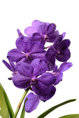 Naklejka premium Orchideenblüte der Vanda