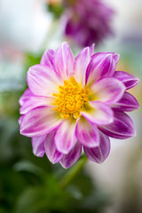 Obraz premium ダリアの花