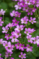 Fototapeta premium ムラサキカタバミの花