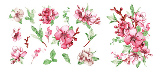 Set of sakura apple tree flowers © Olga