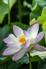 蓮の花　夏イメージ