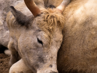 Fototapeta premium animals and wildlife