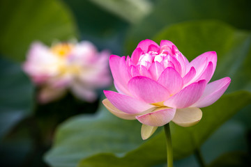 蓮の花　夏イメージ