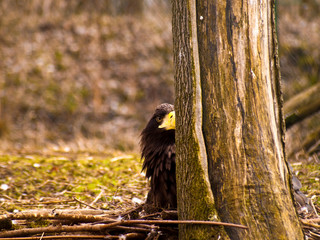 animals and wildlife