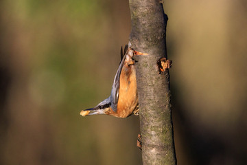 picchio muratore posato su un albero	