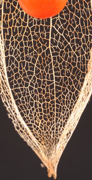 Lampionblume im Datail