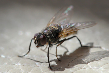 Musca domestica, macro shot of a house fly.