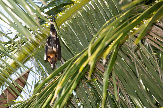 Pteropus (fruit bat or flying fox)