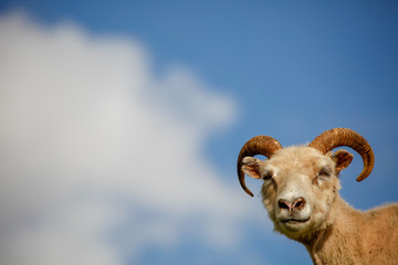 Icelandic sheep poses for the camera with blue summer sky in the background.
