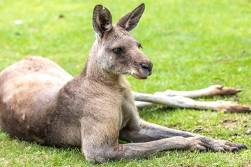 カンガルーのポートレート