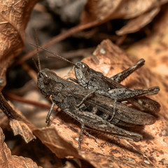 one grasshopper embraces another on a yellow leaf, close-up