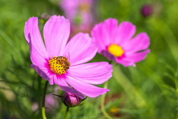 Fototapeta premium コスモス畑 秋イメージ