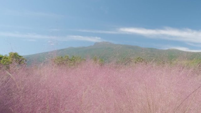 Beyond Pink Muhly. you can see Halla mountain and blue sky on Jeju Island.