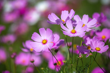 コスモス畑　秋イメージ