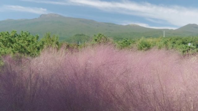 Beyond Pink Muhly. you can see Halla mountain and blue sky on Jeju Island.