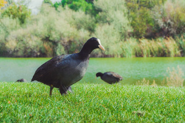 preciosos patos de colores en el lago