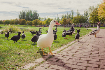preciosos patos de colores en el lago