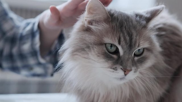 Accurately petting grey domestic furry cat, closeup