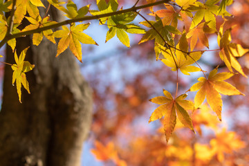 紅葉　秋イメージ
